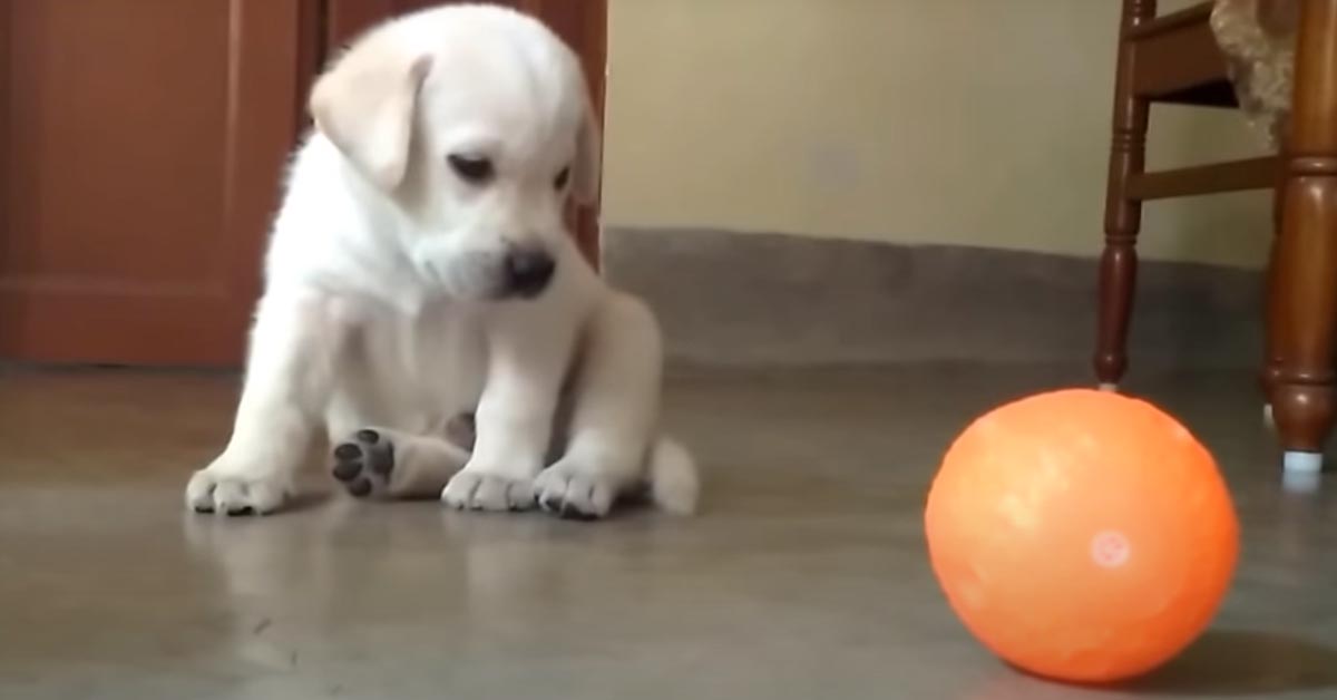 Il cucciolo di Labrador è tenerissimo mentre gioca con la sua pallina preferita (video)