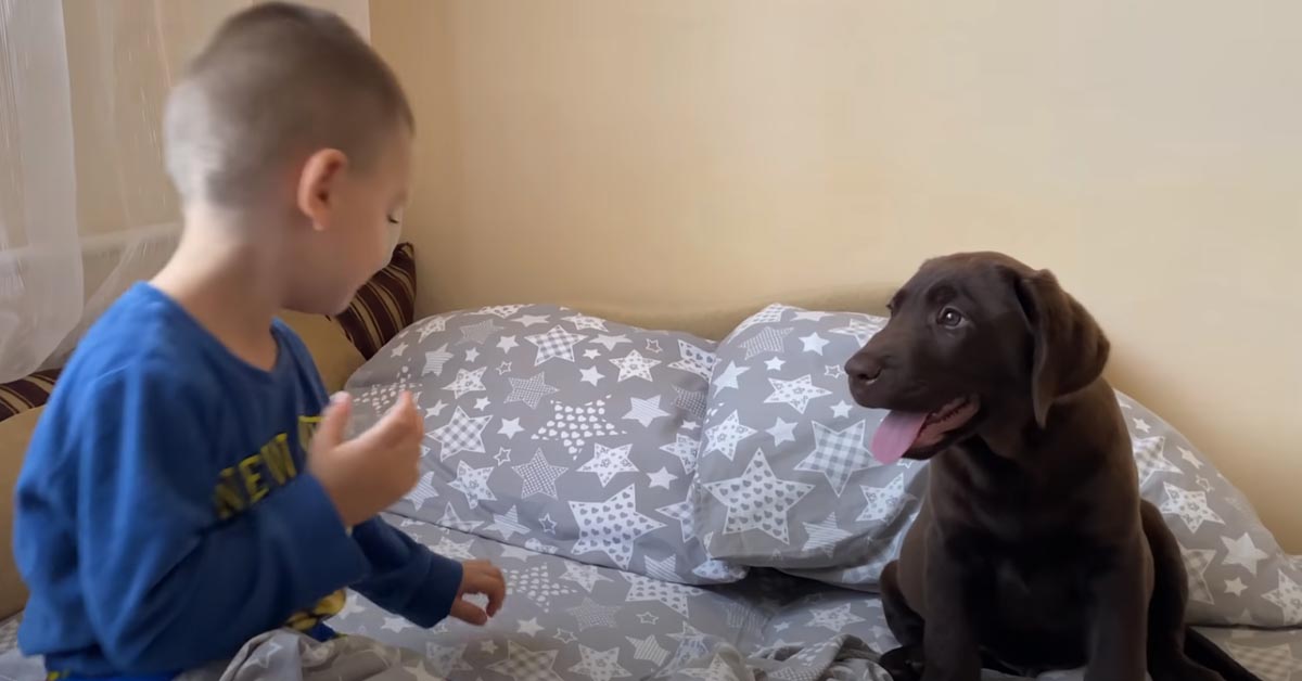 Il cucciolo di Labrador si trasforma nella sveglia più tenera del mondo per il suo amico bambino (video)