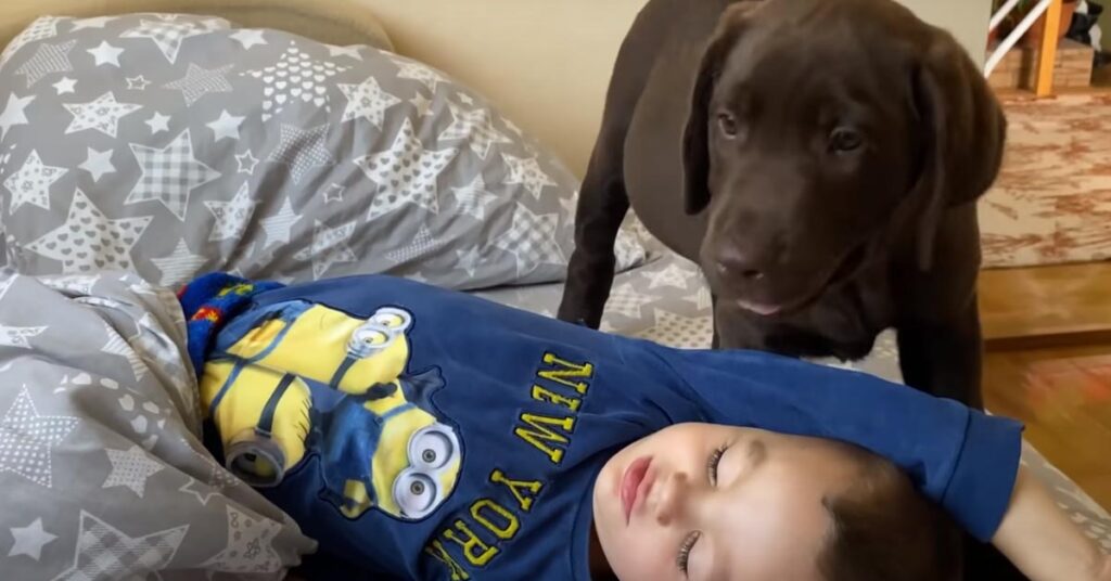 Cucciolo di Labrador con un bambino