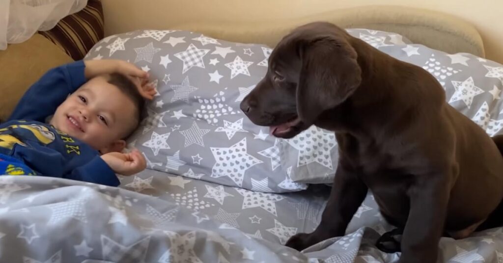 Cucciolo di Labrador con un bambino