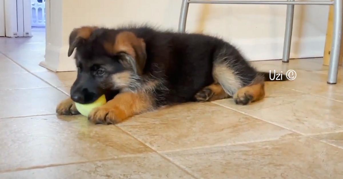 Il cucciolo di Pastore Tedesco Uzi è entusiasta di giocare con la sua pallina da tennis (video)