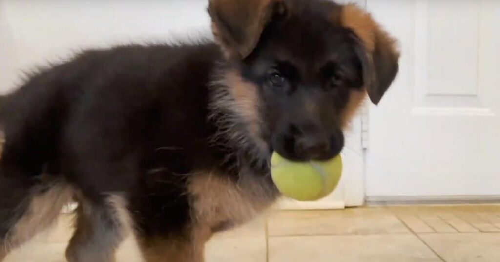 Cucciolo di Pastore Tedesco gioca con una pallina