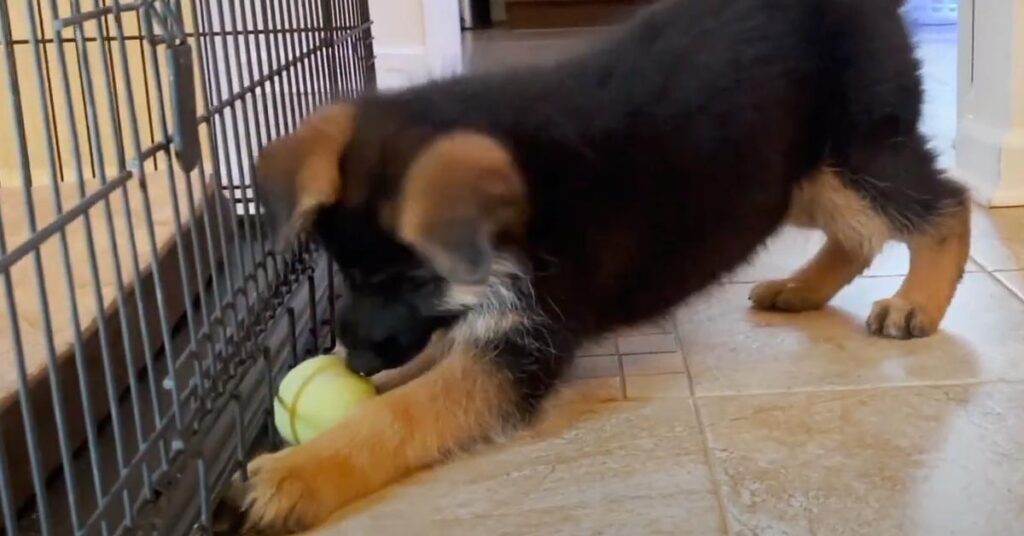 Cucciolo di Pastore Tedesco gioca con una pallina