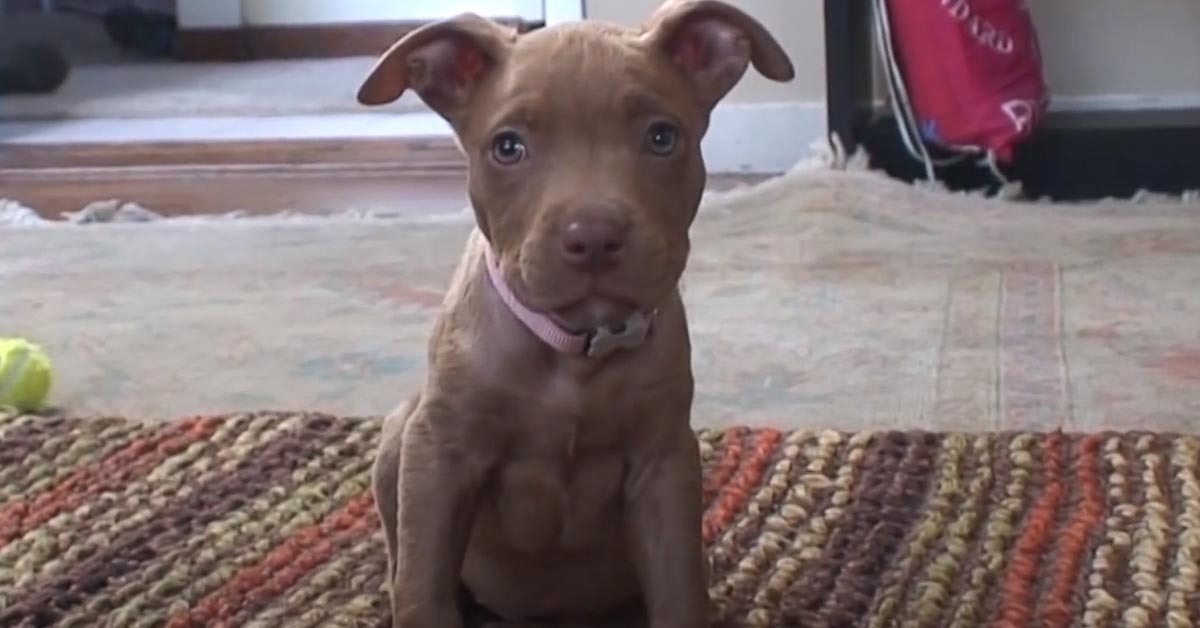 Il cucciolo di Pitbull di 8 settimane ha già capito come guadagnarsi dei gustosi snack (video)
