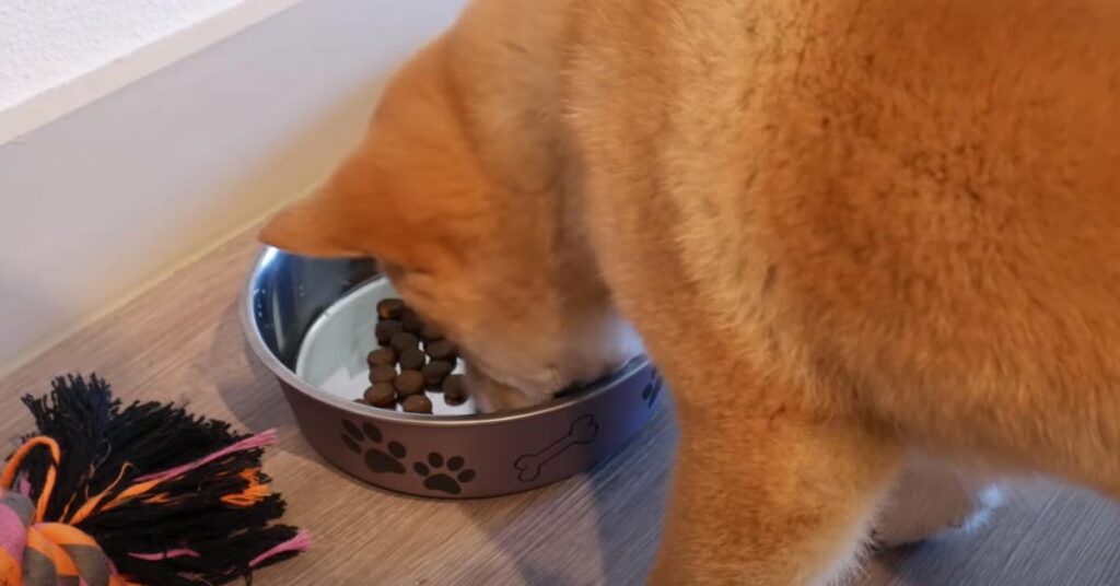 Shiba Inu che mangia