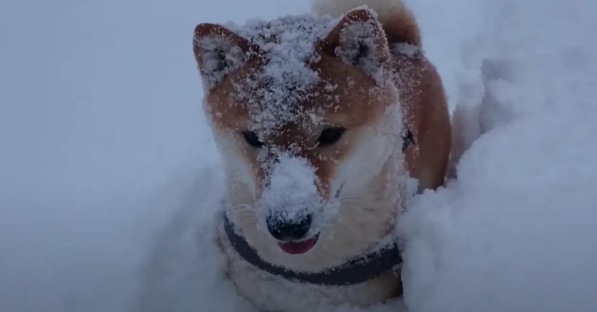 Il cucciolo di Shiba Inu impazzisce vedendo la neve (video)