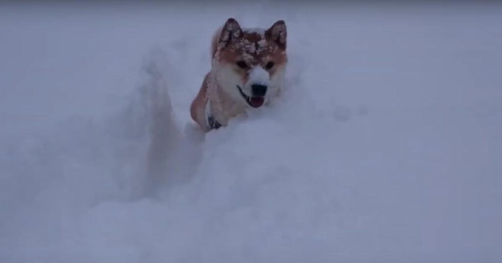 Shiba Inu nella neve