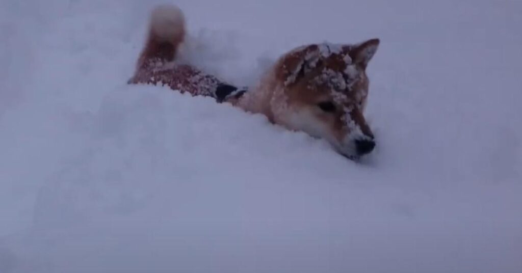 Shiba Inu nella neve