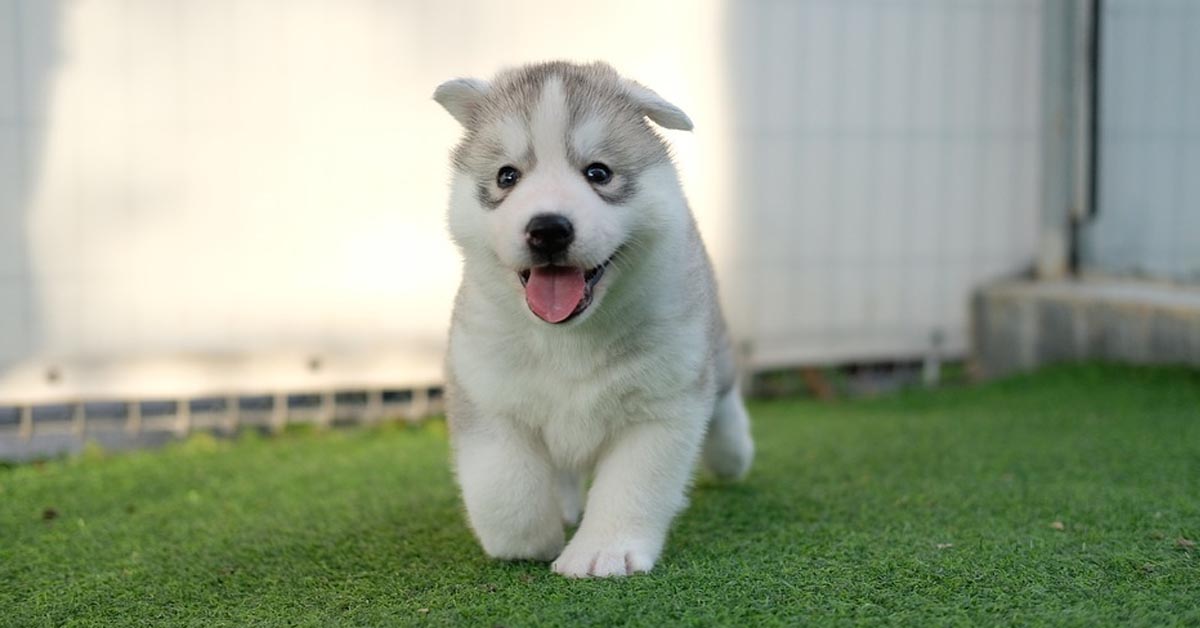 Il cucciolo di Siberian Husky fa il suo primo bagnetto (video)