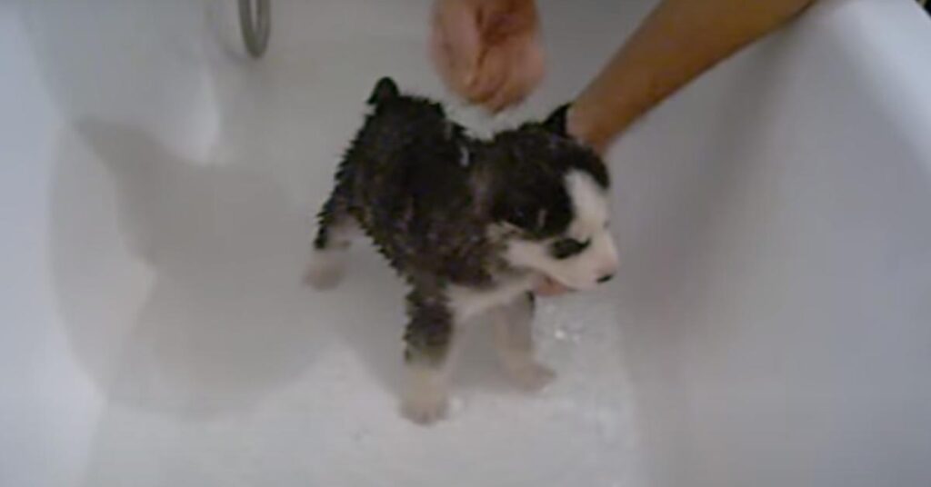 Cucciolo di Siberian Husky fa il bagno