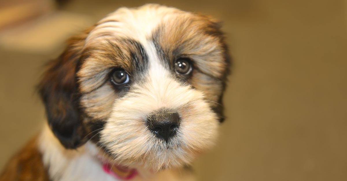 Il cucciolo di Terrier detesta le nuove pantofole del suo proprietario (video)