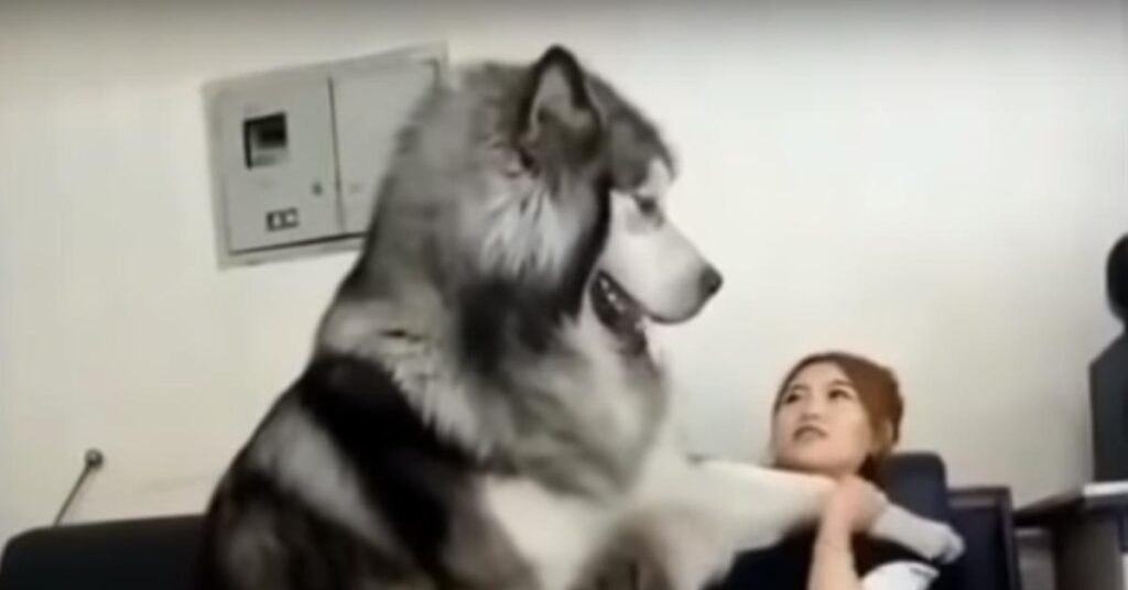 Alaskan Malamute con la proprietaria