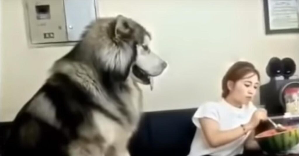 Alaskan Malamute con la proprietaria