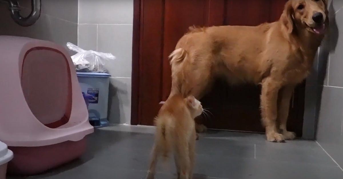 Il grande e grosso Golden Retriever ha paura di un gattino minuscolo (video)