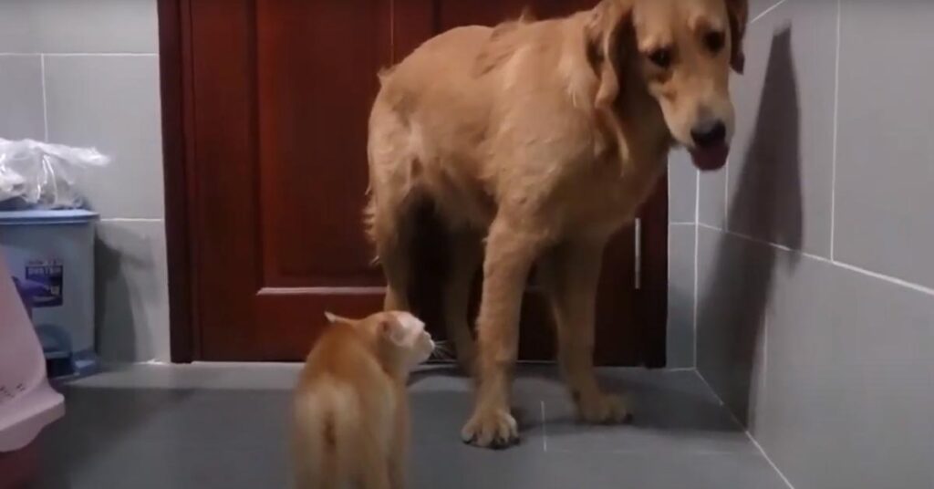 Golden Retriever con un gatto