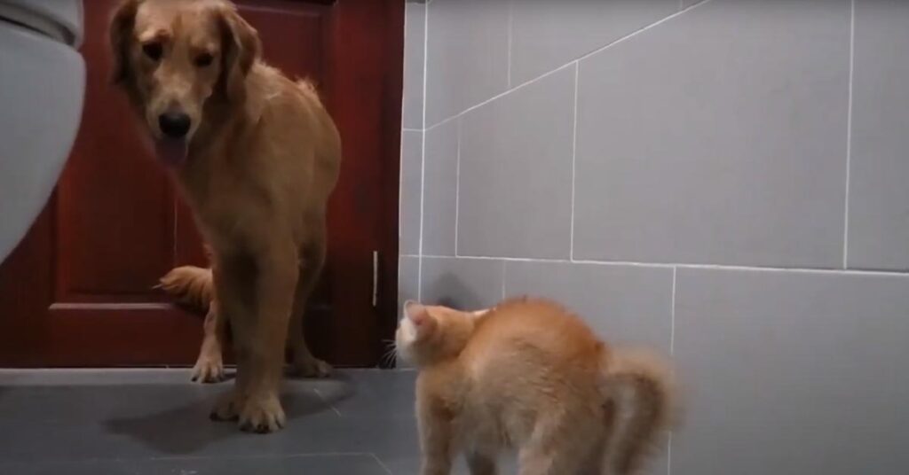 Golden Retriever con un gatto