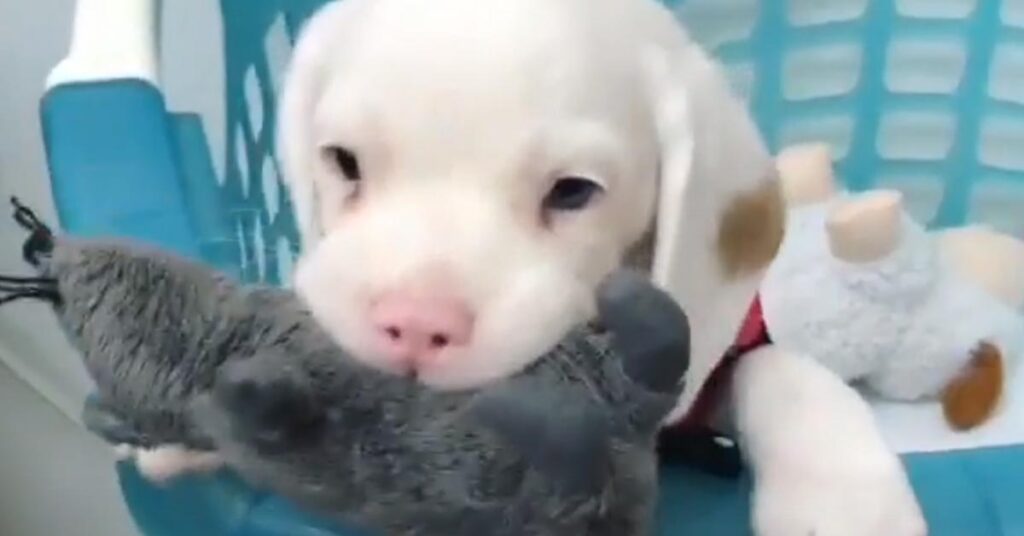 Cucciolo di Beagle con un peluche