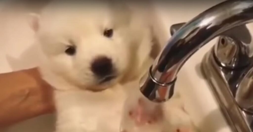 Cucciolo di Husky fa il bagnetto