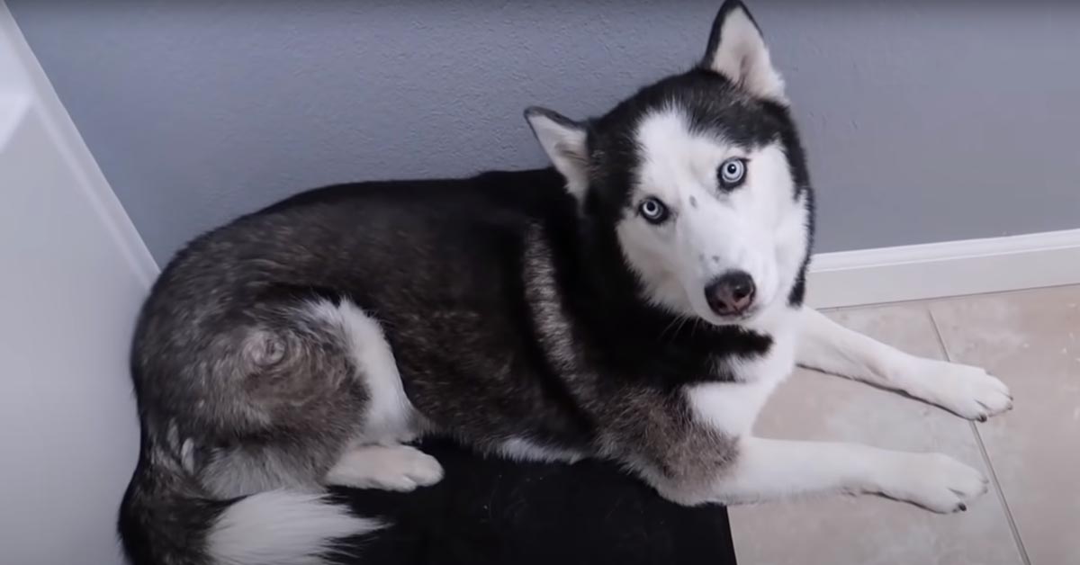 Il tenero Husky prova a sfuggire al suo primo bagnetto (video)