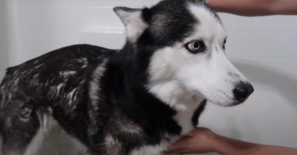 Husky fa il bagno