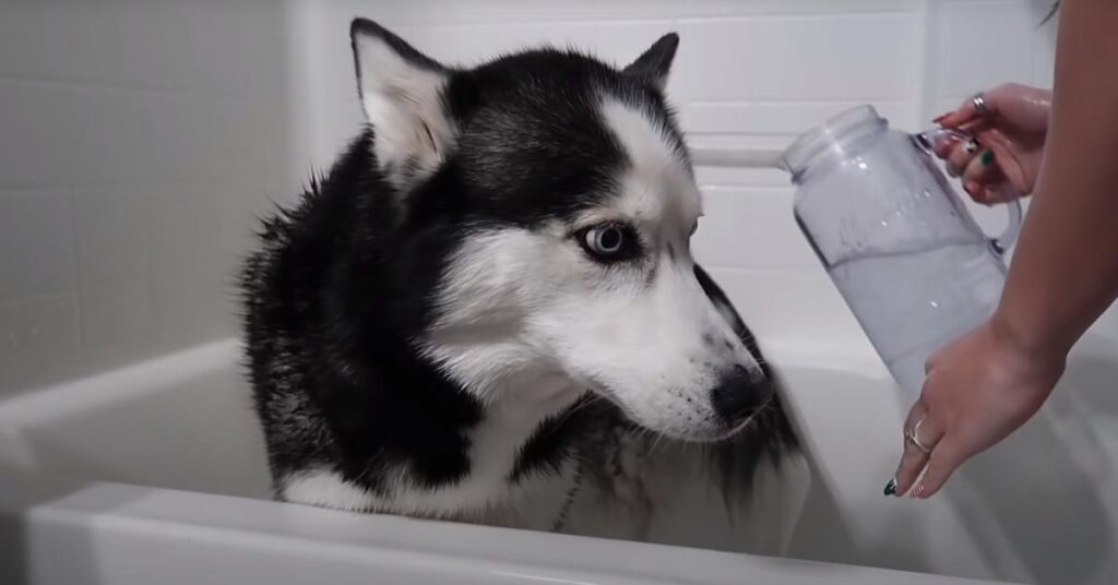 Husky fa il bagno