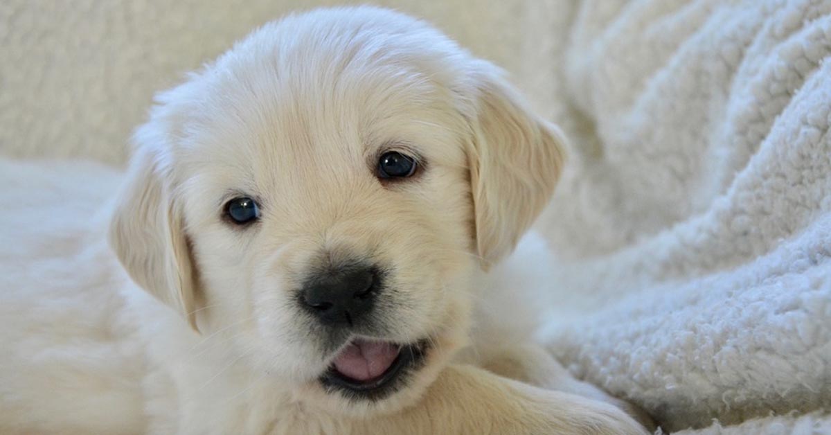 Il tenero cucciolo di Golden Retriever è felice di giocare con il suo padrone (video)