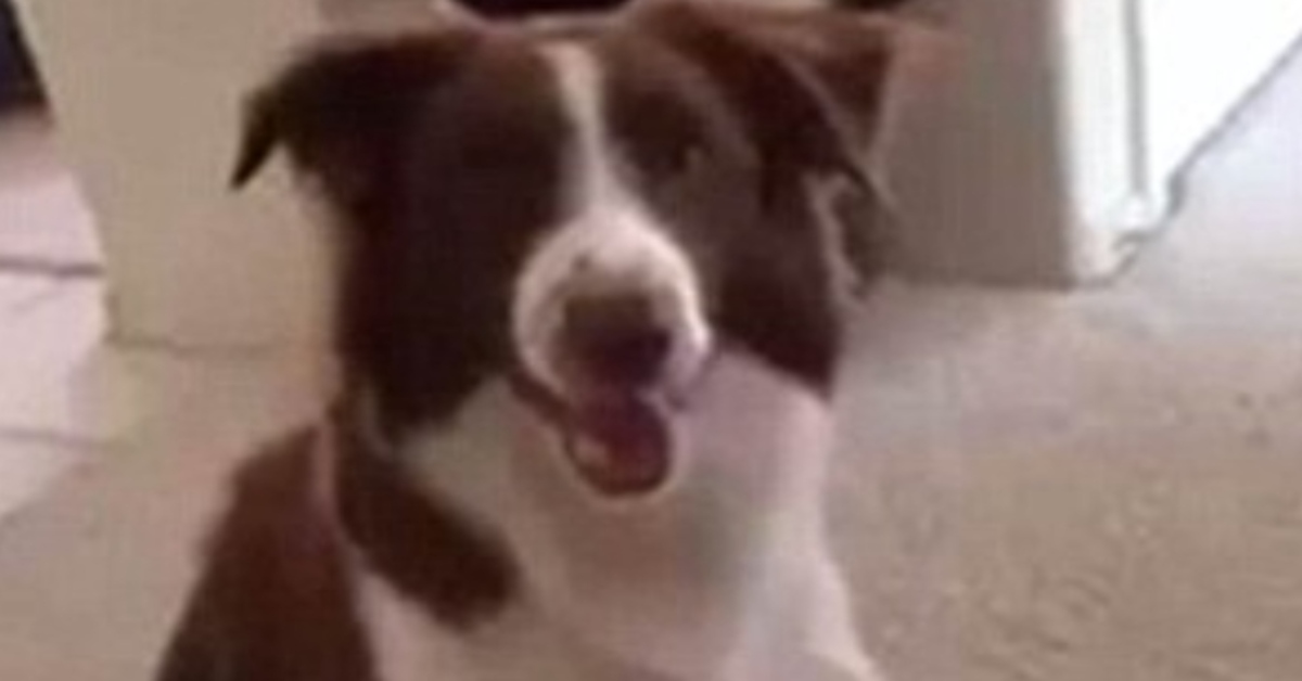 Kaiser Border Collie video