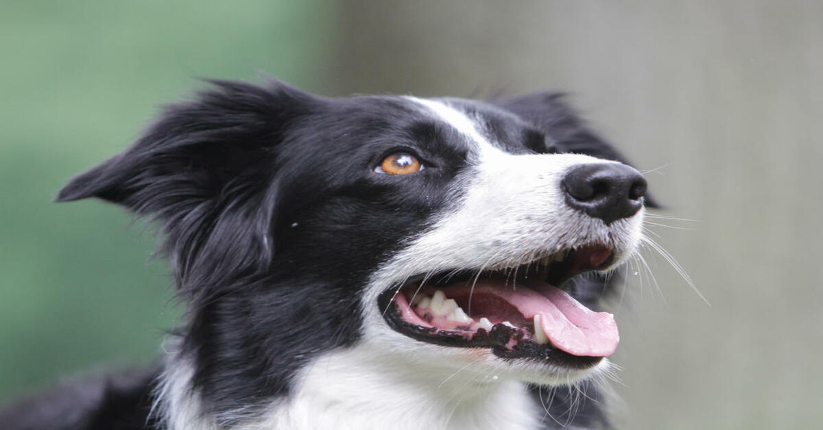 Kaiser, il Border Collie che apre il frigo per prendere la birra al suo padrone (VIDEO)