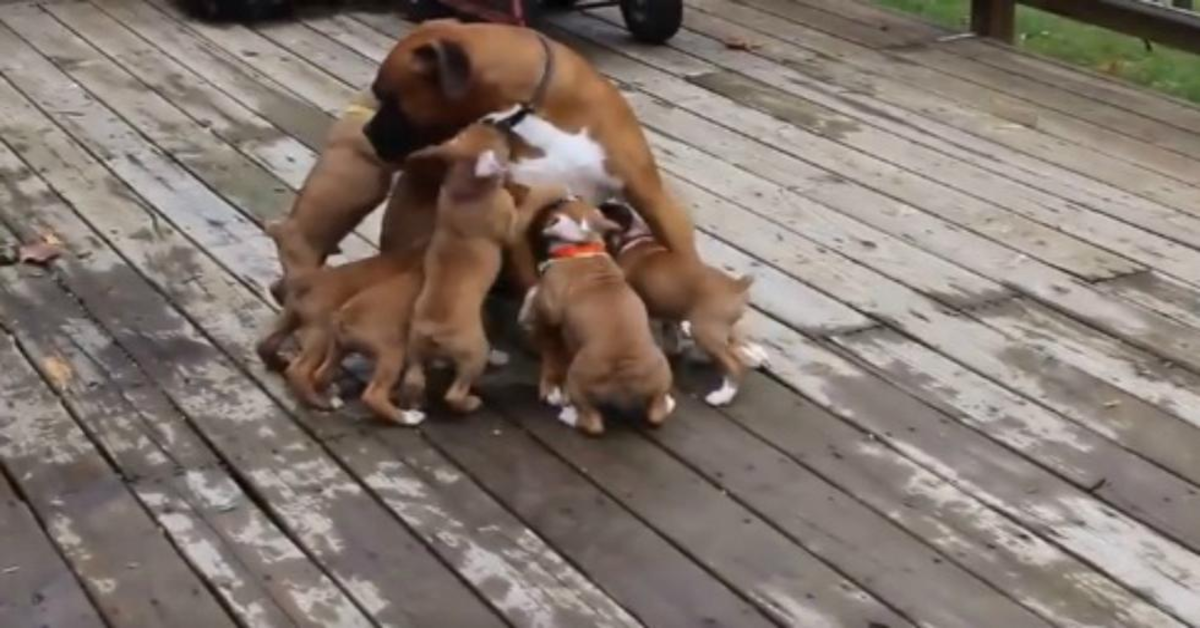 Adorabili cuccioli di Boxer confondono il padre con la madre e scatenano le risate del web (VIDEO)