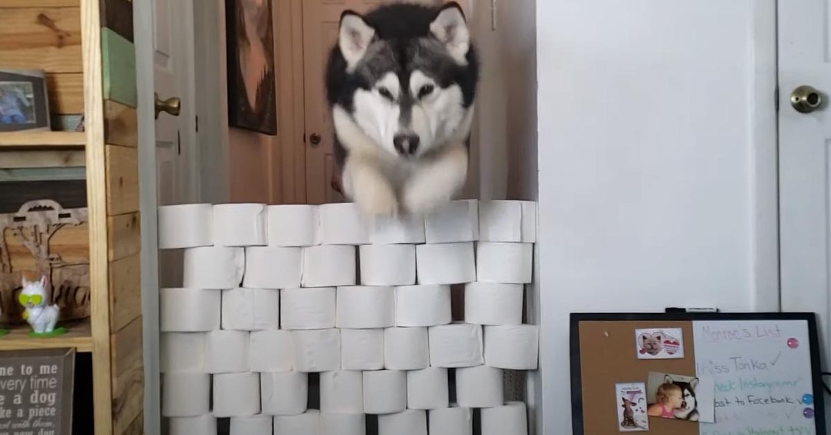 L’Alaskan Malamute sfida la sua proprietaria nel salto della carta igienica (video)