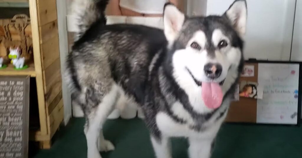 Alaskan Malamute felice