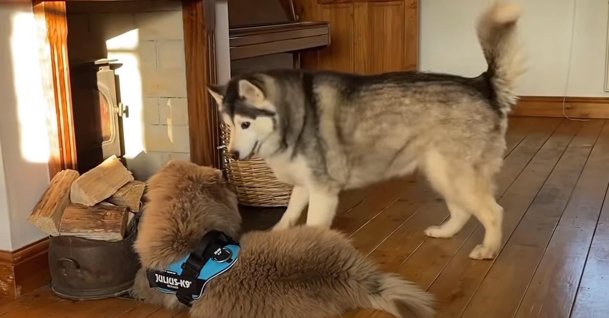 L’Husky conosce il suo nuovo amico, un tenero cucciolo di Chow Chow (video)