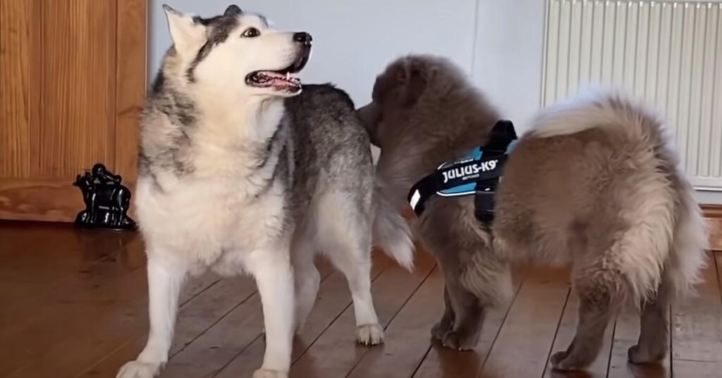 Husky con un cucciolo di Chow Chow