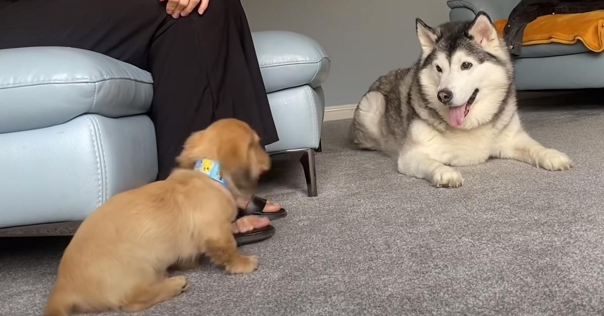 L’Husky è felicissimo di conoscere il suo nuovo amico, un cucciolo di Bassotto (video)