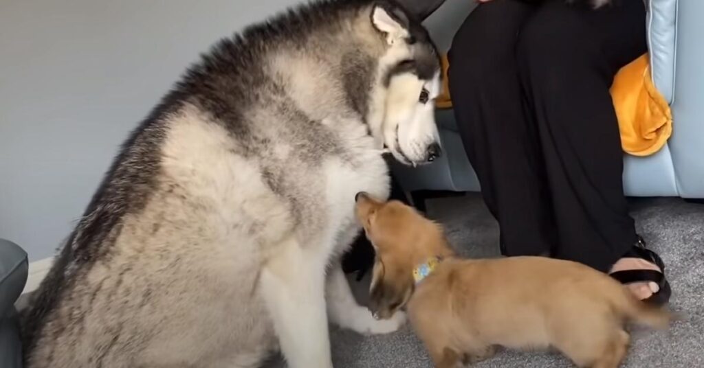 Husky con un cucciolo di bassotto