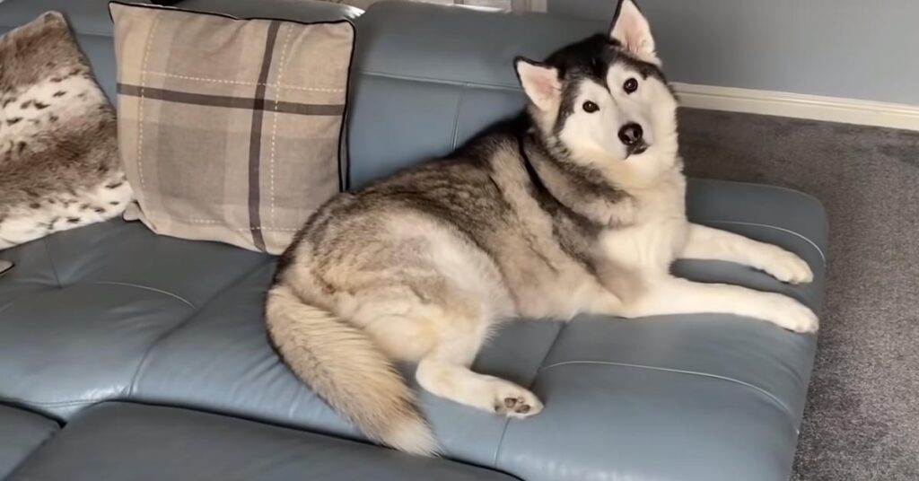 Husky che osserva