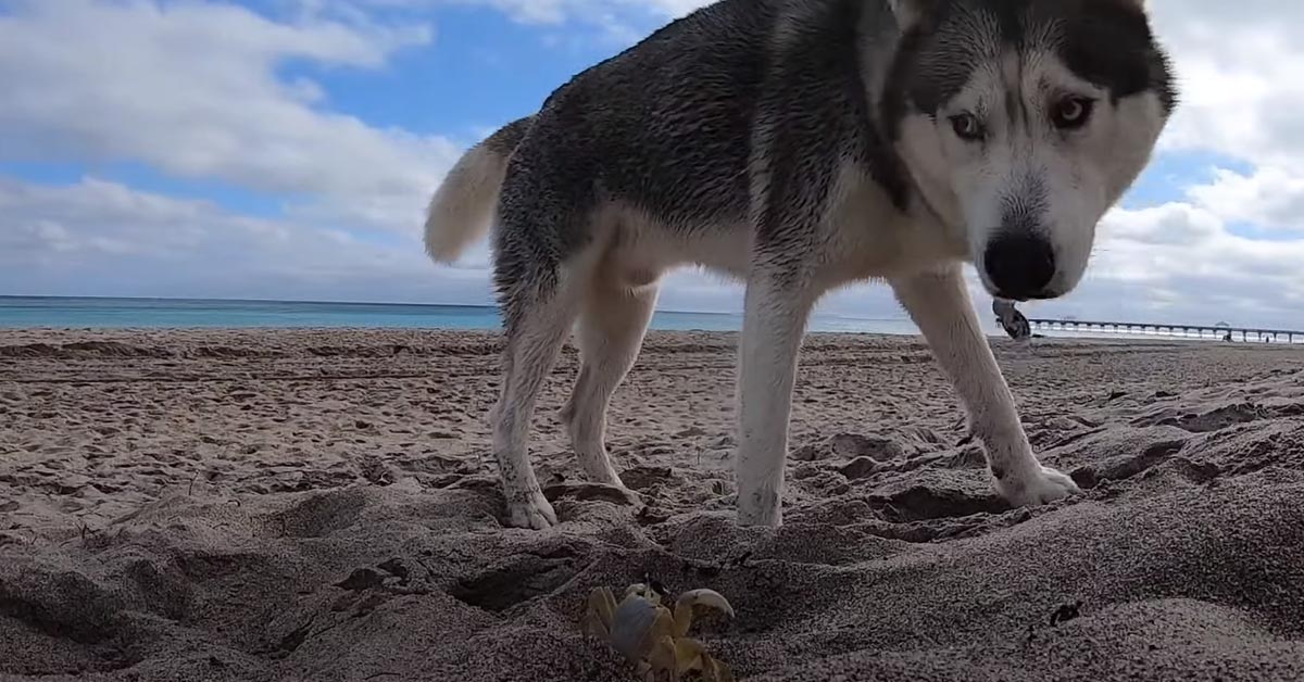 L’Husky incontra un piccolo granchio mentre esplora la spiaggia (video)