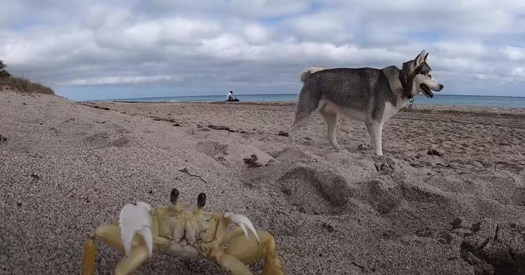 Husky in spiaggia