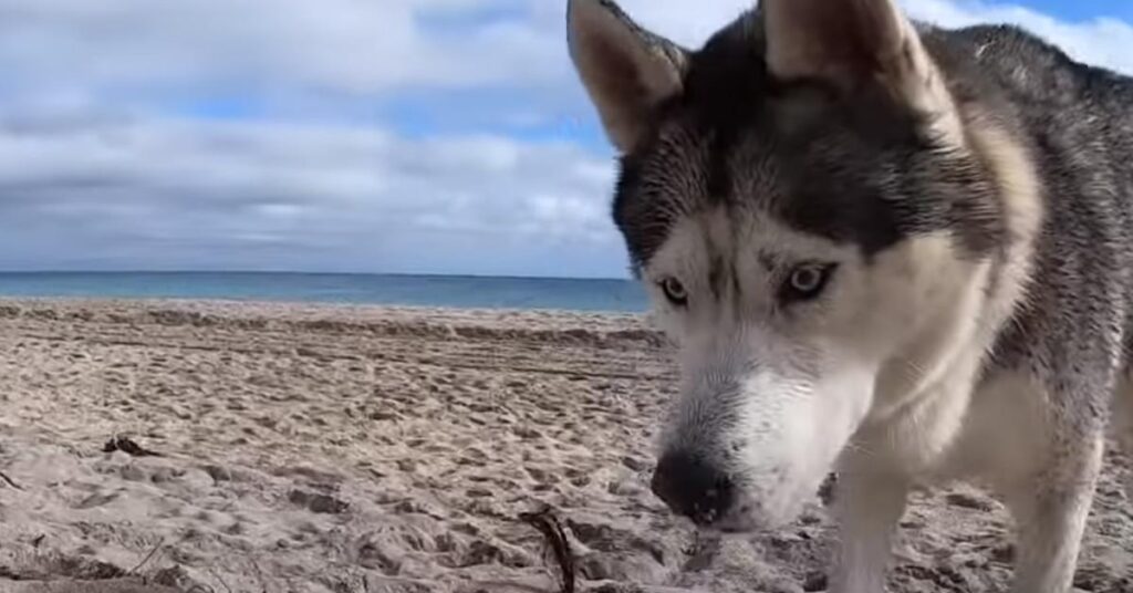 Husky in spiaggia