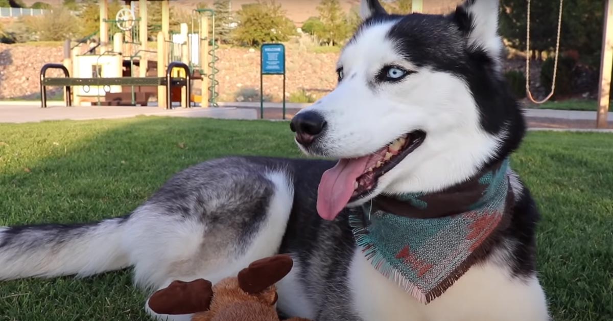 L’Husky resta da solo al parco “vittima” dello scherzo del proprietario e la sua reazione è tutta da ridere (video)
