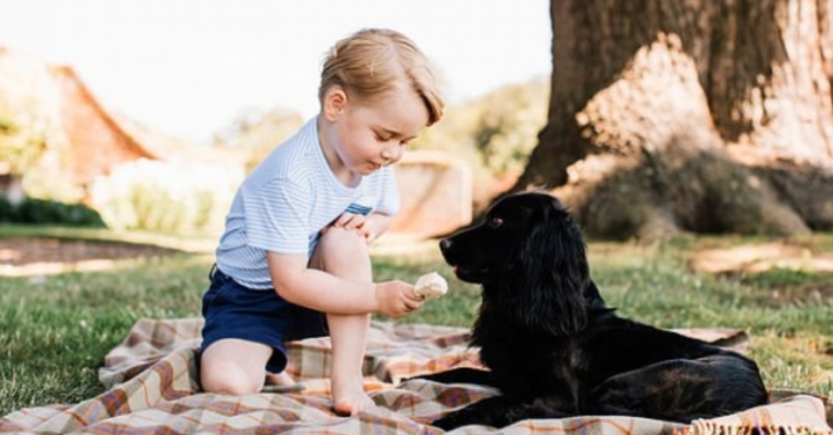 Royal Family cucciolo Cocker Spaniel video