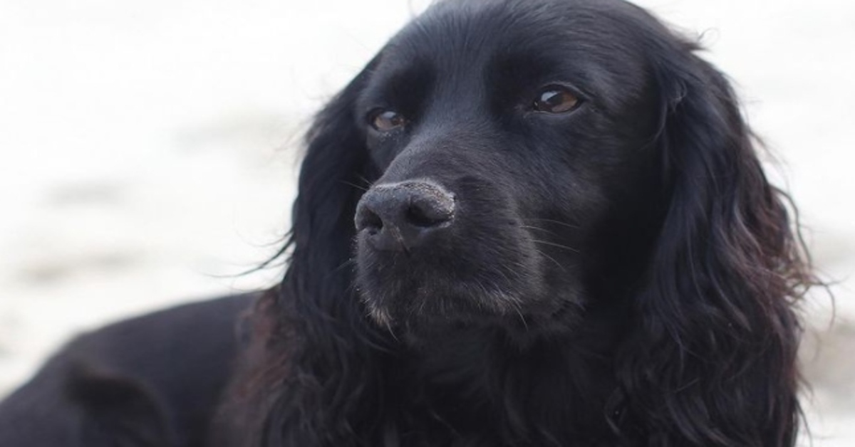 Royal Family cucciolo Cocker Spaniel video