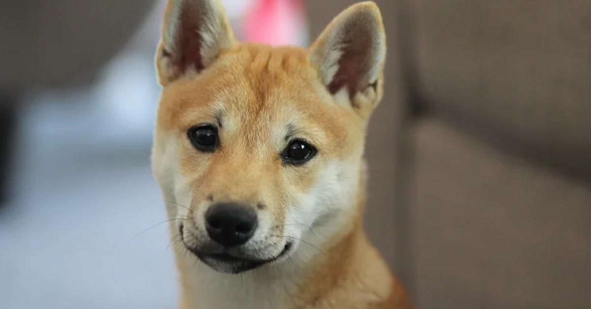 Lo Shiba Inu affamato cerca di far capire alla proprietaria che la sua ciotola è vuota (video)