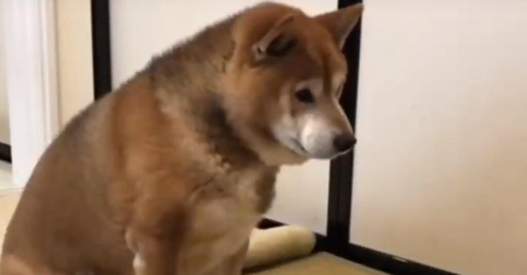 Shiba Inu che osserva