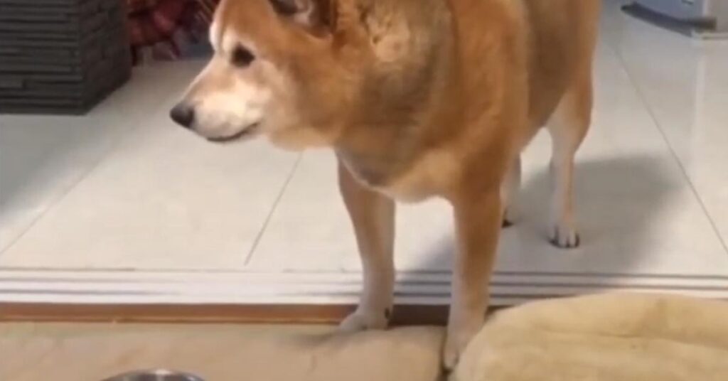 Shiba Inu che osserva