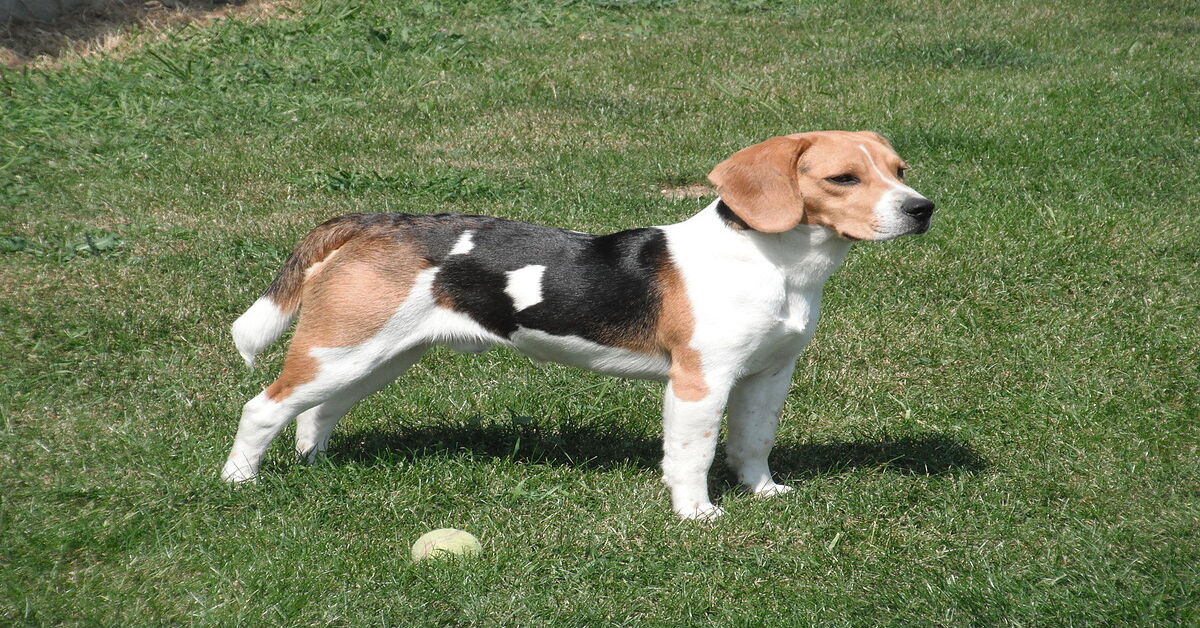 Lucy, la Beagle che ha escogitato un paino per rubare il cibo del suo padrone (VIDEO)