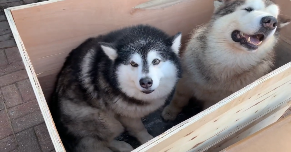 Cuccioli di Malamute giocano con una scatola di legno e si divertono (VIDEO)