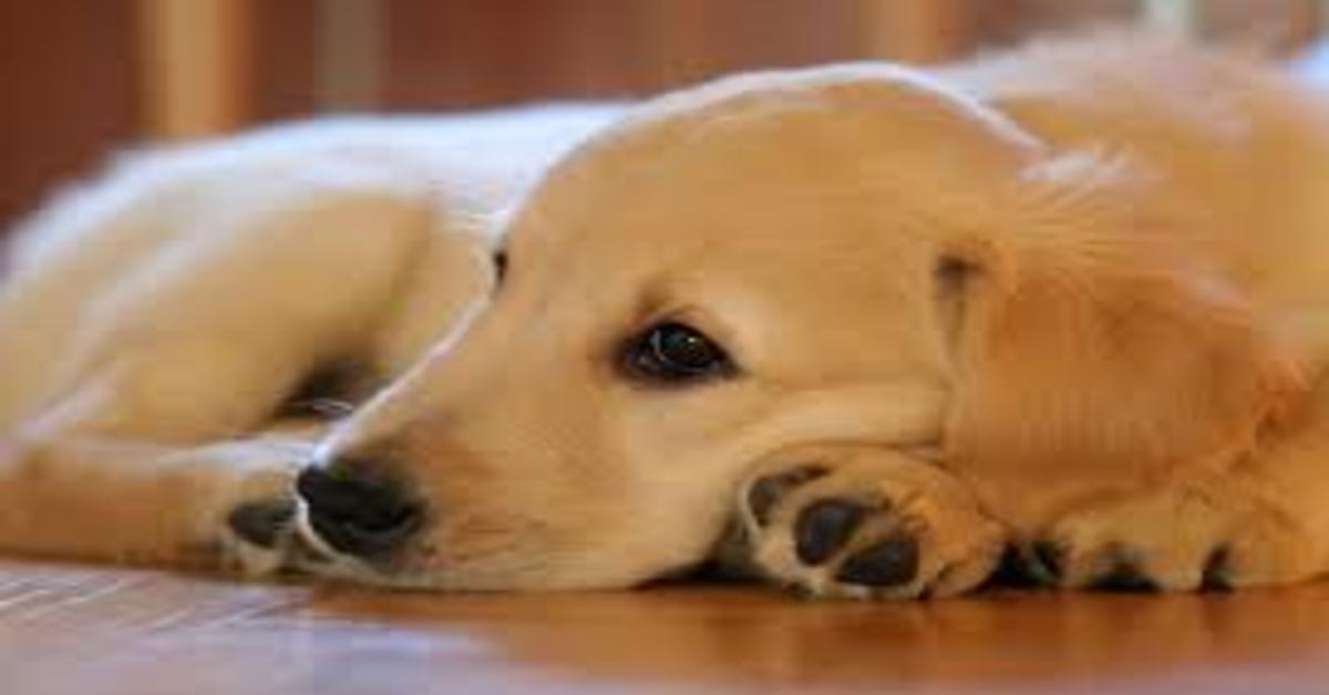 Marshall, il cucciolo di Golden Retriever che mangia i broccoli per la prima volta (VIDEO)