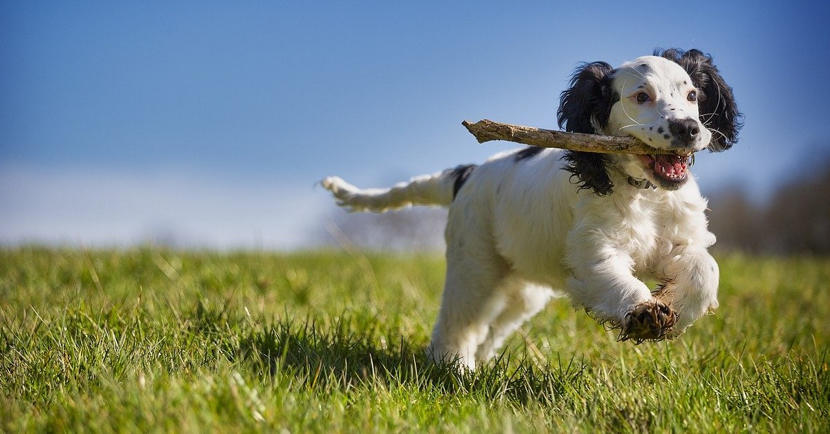 Perché ci affezioniamo così tanto al nostro cane