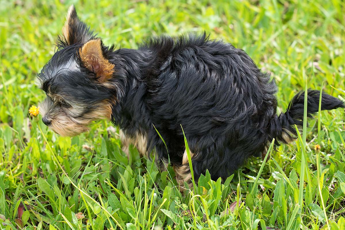 Cane che fa la cacca